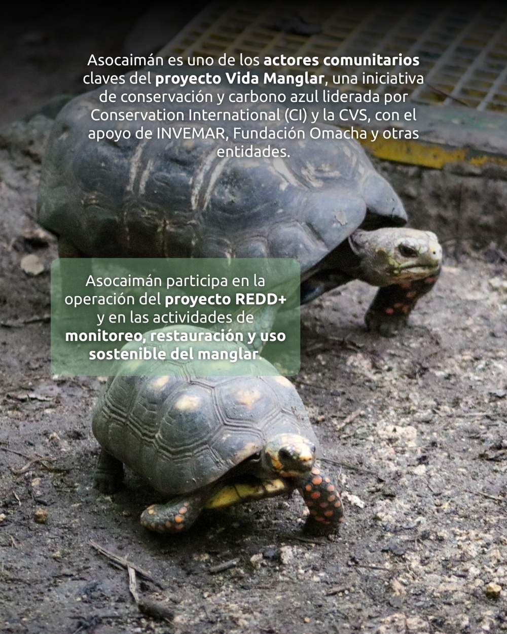 Slide 3 infografía 1